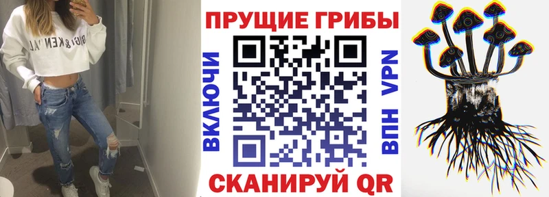 дарнет шоп  Кимры  Псилоцибиновые грибы Psilocybe 